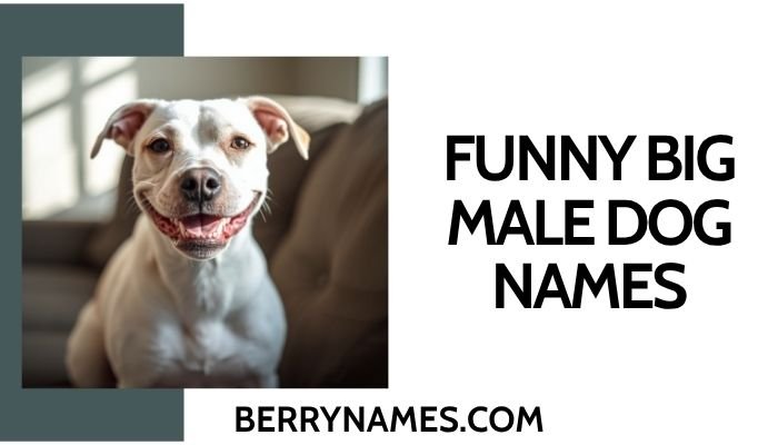 Funny Big Male Dog Names