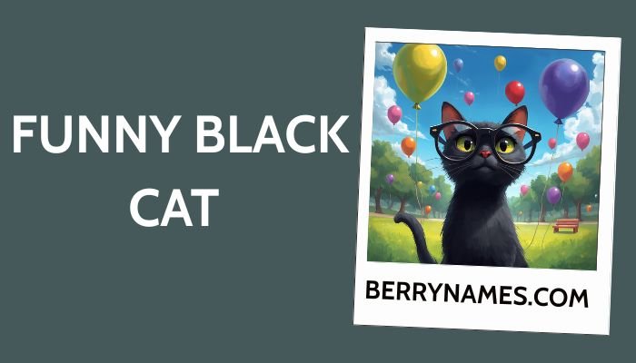 Funny Black Cat