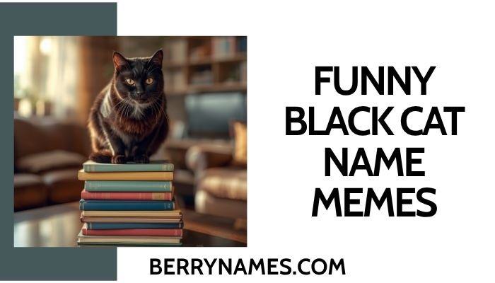 Funny Black Cat Name Memes
