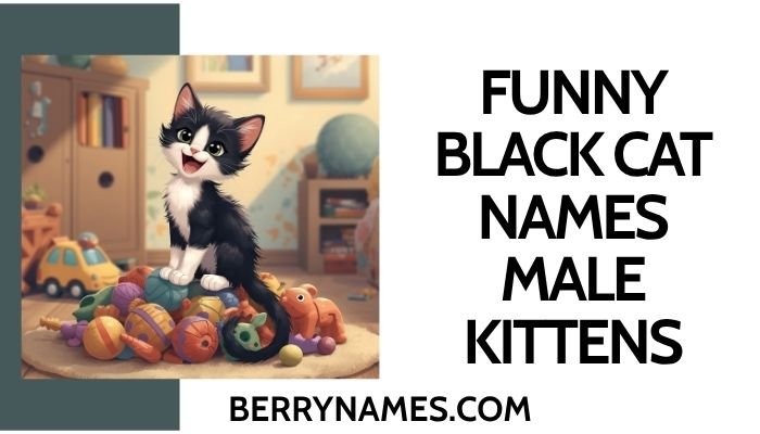 Funny Black Cat Names Male Kittens