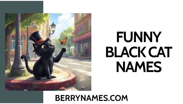 Funny Black Cat Names