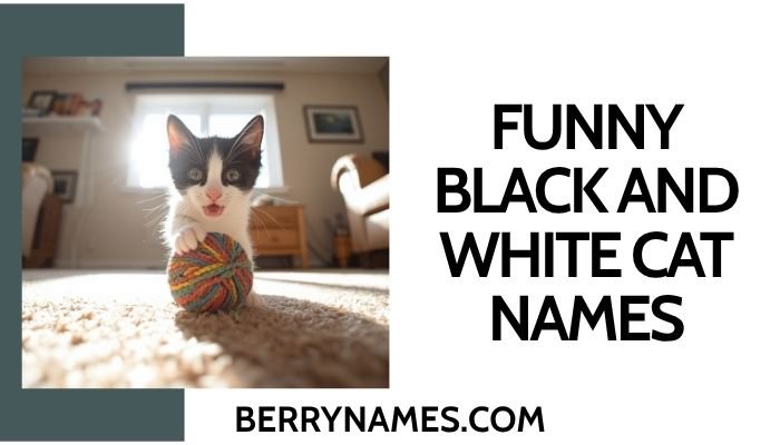 Funny Black and White Cat Names