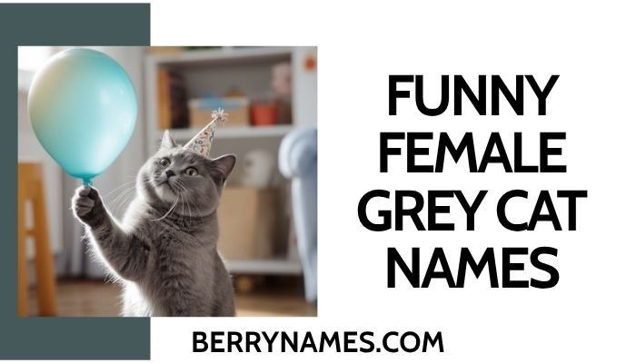 Funny Female Grey Cat Names