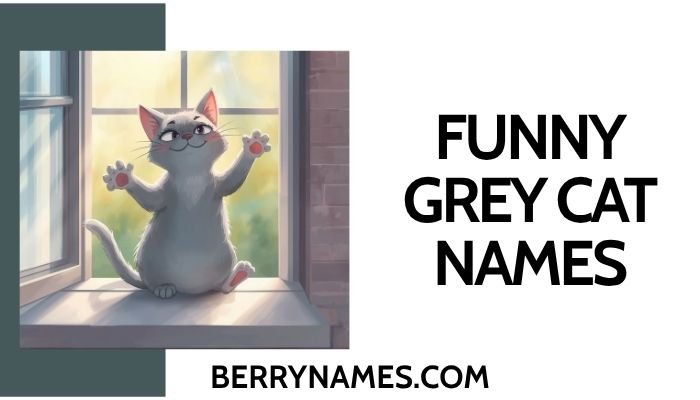 Funny Grey Cat Names 