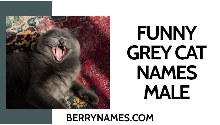 Funny Grey Cat Names Male