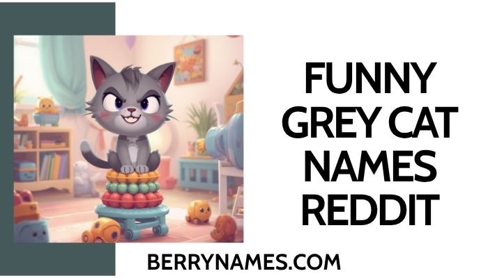 Funny Grey Cat Names Reddit