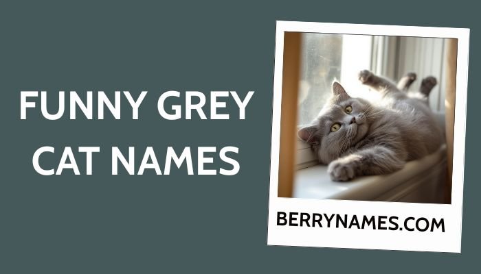 Funny Grey Cat Names