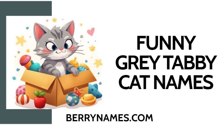 Funny Grey Tabby Cat Names