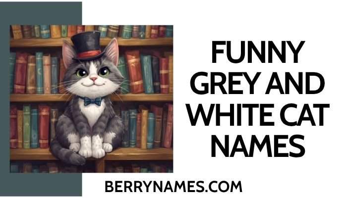 Funny Grey and White Cat Names