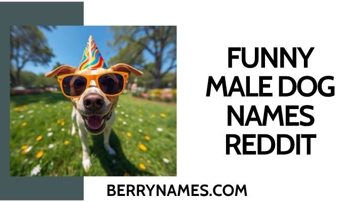 Funny Male Dog Names Reddit 