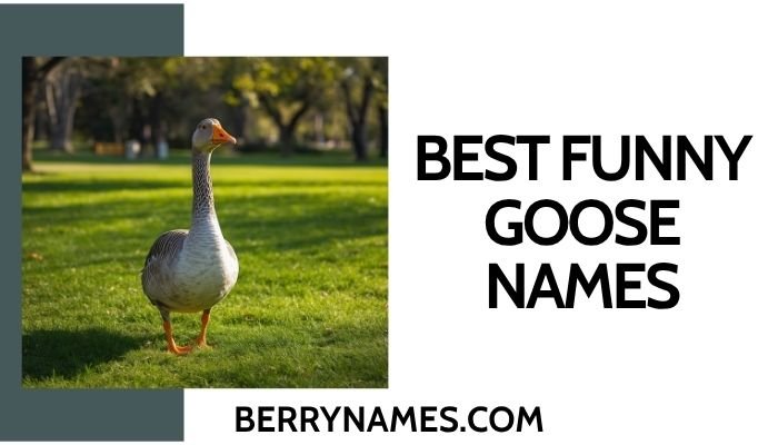 Best Funny Goose Names