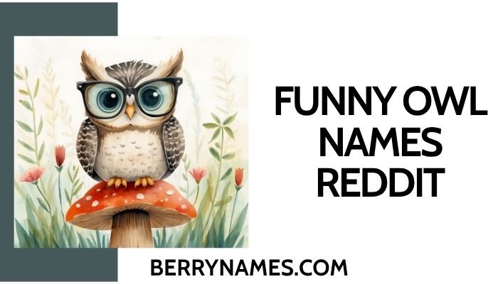 Funny Owl Names Reddit