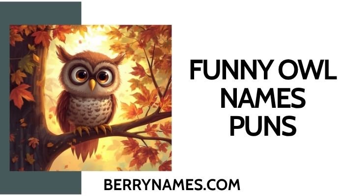 Funny Owl Names Puns