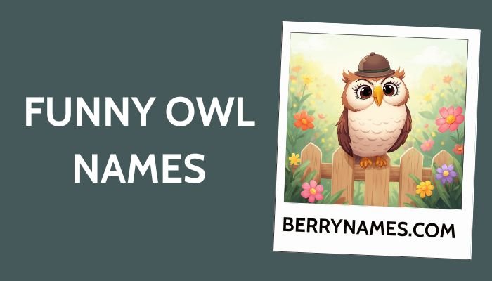 funny owl names